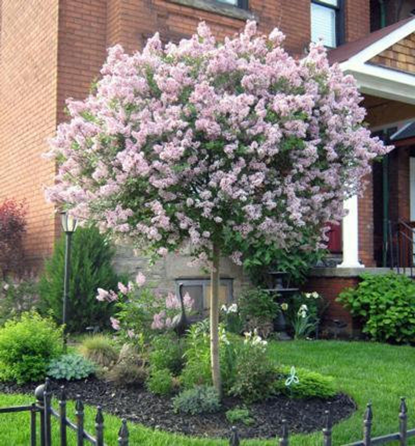 Miss Kim Lilac Tree Flowering Patio Plant Cannot Ship to Etsy