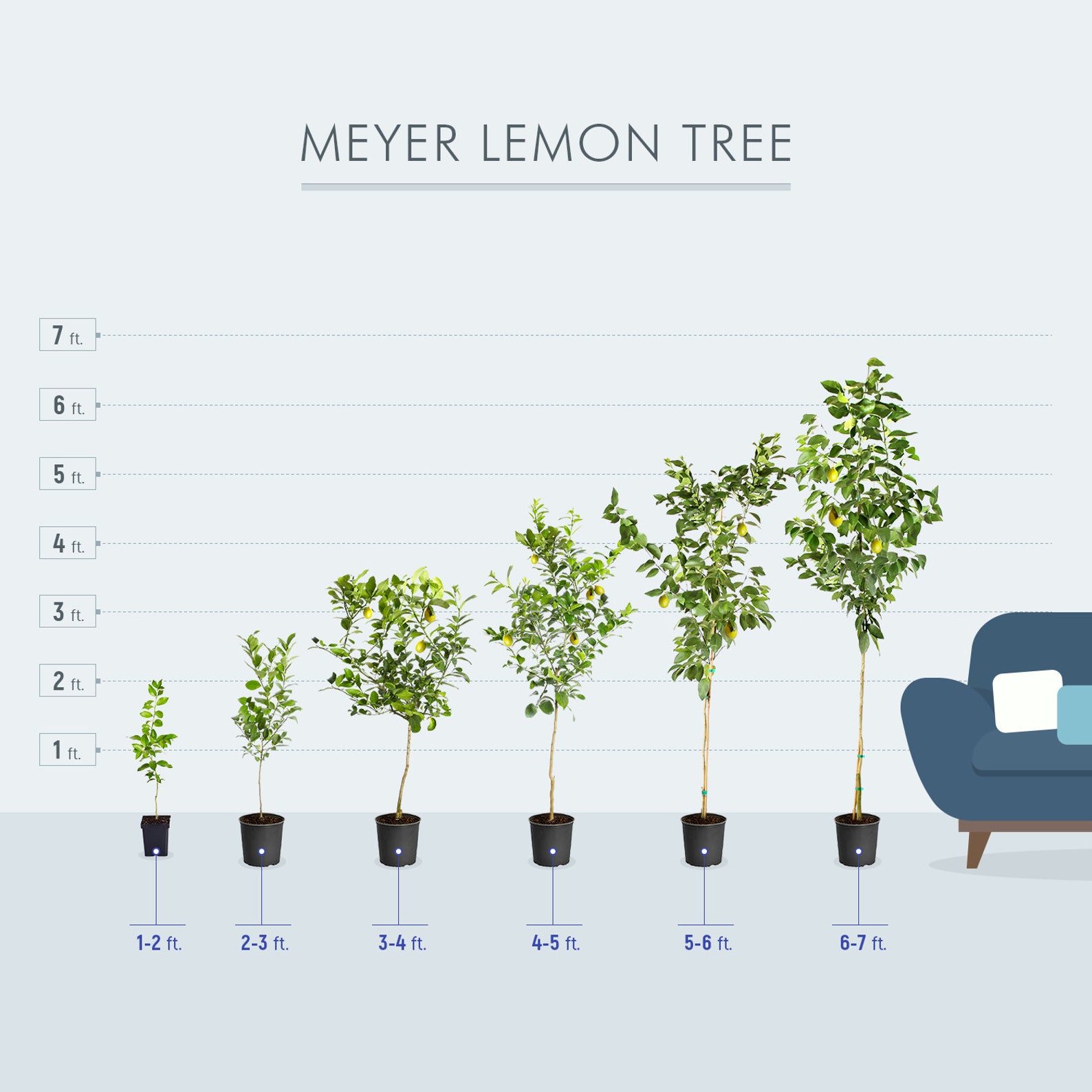 Meyer Lemon Tree Indoor & Patio Citrus Tree Cannot Ship To Etsy
