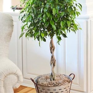 Benjamina Ficus Tree Indoor Houseplant Cannot Ship To AZ or OR image 2
