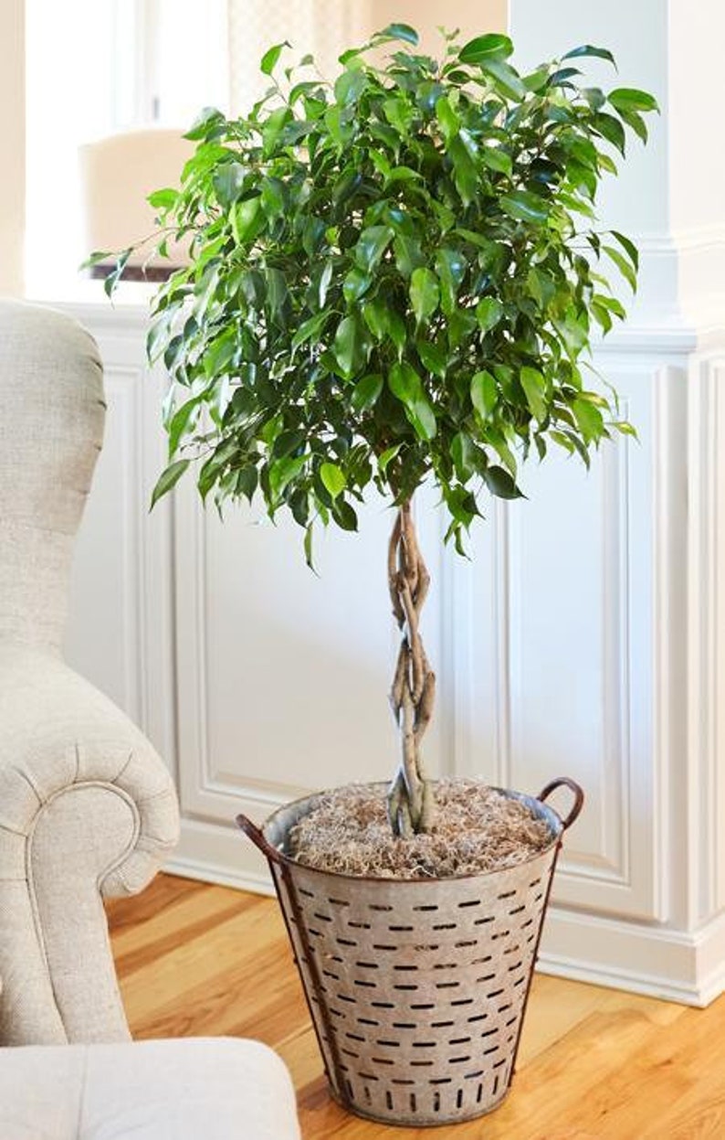 Benjamina Ficus Tree Indoor Houseplant Cannot Ship To AZ or OR image 2