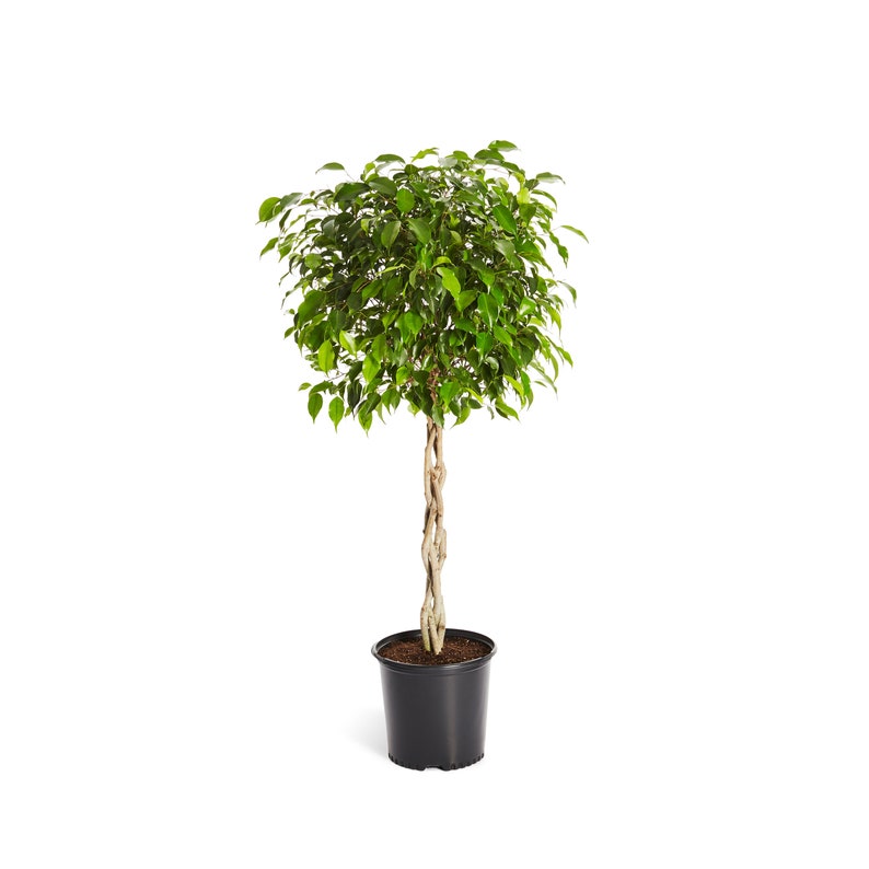 Benjamina Ficus Tree Indoor Houseplant Cannot Ship To AZ or OR image 1