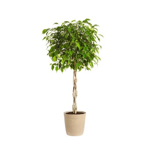 Benjamina Ficus Tree Indoor Houseplant Cannot Ship To AZ or OR image 5