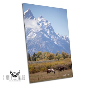Grasende Pferde | Grand Teton National Park | Wyoming Drucke | Gebirge | Keilrahmen | Metalldruck | Fotografie | Blumen