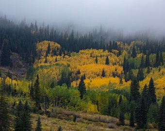 White River National Forest 2 | Aspen Colorado Prints | Aspen Tree Art | Canvas Prints | Metal Prints | Landscape Photography | Home Decor