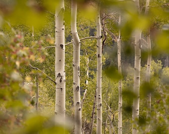 Aspen Trees | Colorado Photography | Nature Wall Art | Canvas Prints | Metal Prints | Landscape Photography | Home and Office Decor