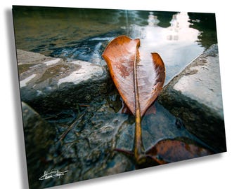 Lone Leaf: Wall Art Autumn Nature Photography (Metal, Canvas or Paper)