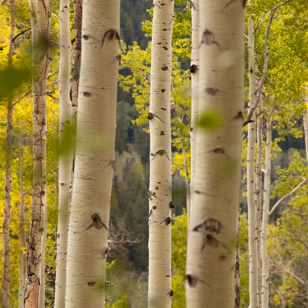 Aspen Trees | Colorado Photography | Nature Wall Art | Canvas Prints | Metal Prints | Landscape Photography | Home and Office Decor