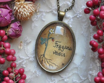 Planche Naturaliste Fraisier - médaillon peint à la main