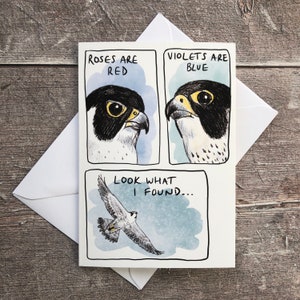 Peregrine falcon Valentine’s Day card | Humorous | For bird lovers only