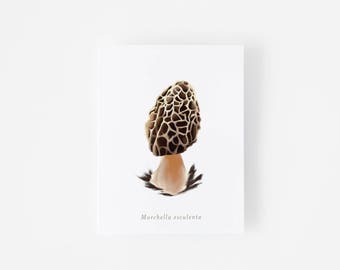 Morel Mushroom - Mushroom Illustration Folded Greeting Card - Edible Mushrooms - Nature Enthusiast - Blank Just Because Card - Art Cards
