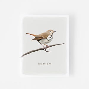 Conjunto de 6 tarjetas de agradecimiento del bosque - Conjunto de notas de agradecimiento del tordo de madera - Regalo amante de la naturaleza - Conjunto de tarjetas de notas - Pájaro ilustrado