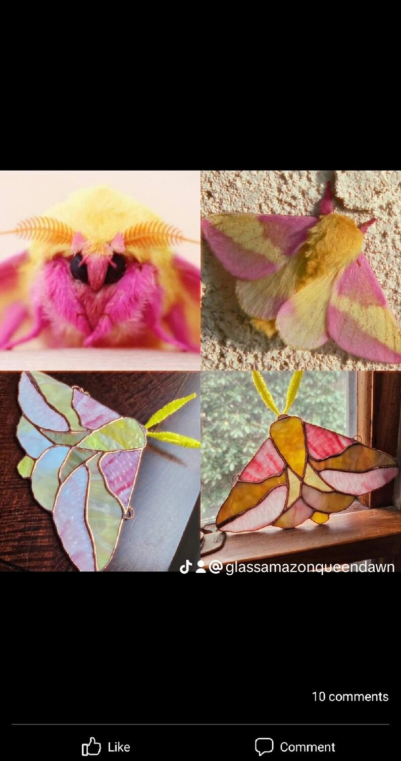 Stained Glass Rosy Maple Moth - Etsy