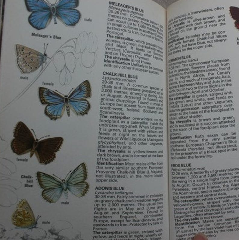 Butterflies of Britain /& Europe Green Guide