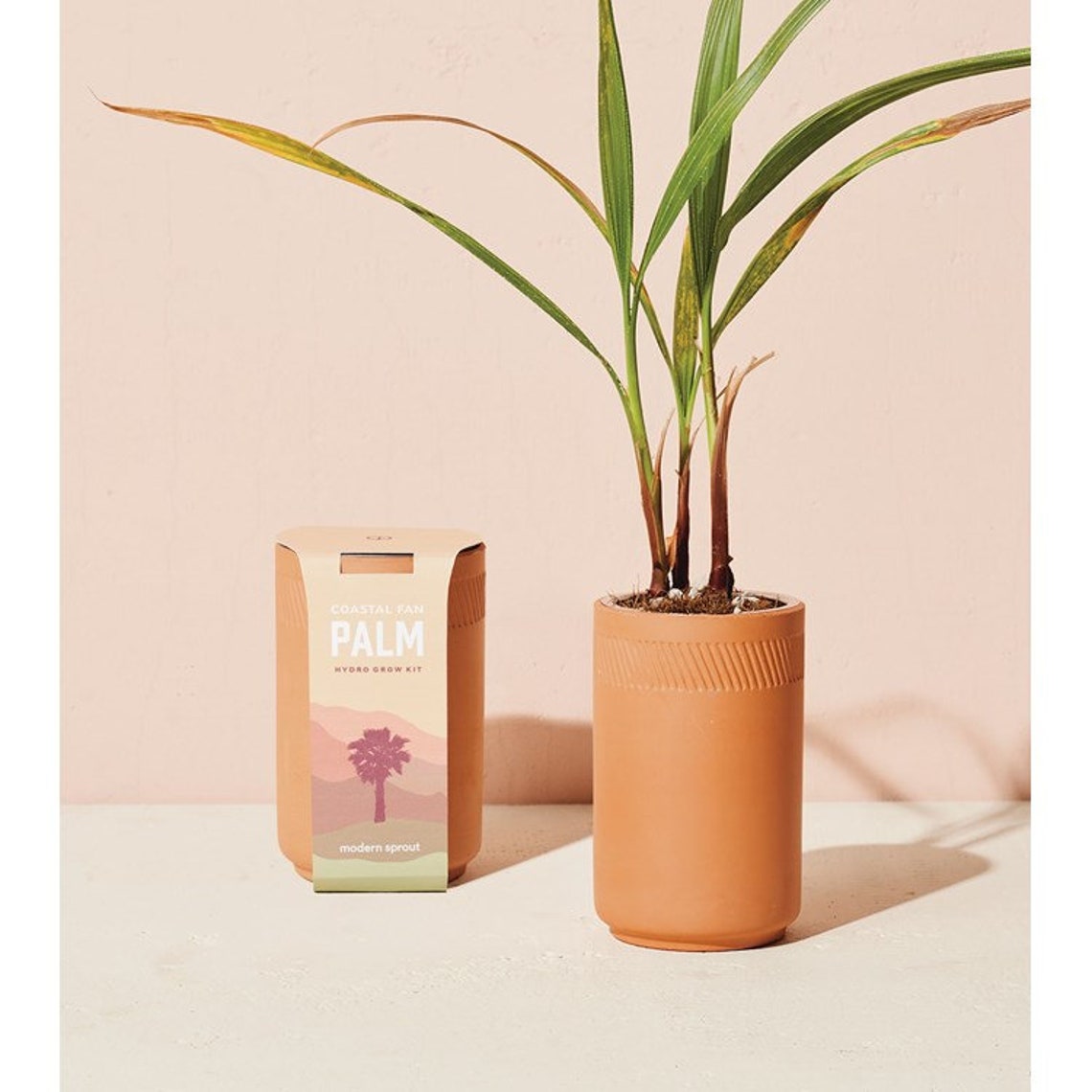 Ecofriendly Tropical Palm Tree Grow Kit Perfect for Etsy