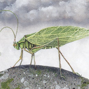 Biglietto d'auguri FUORI PRODUZIONE, King K. Orthoptera di Maggie Vandewalle, biglietto vuoto 5" x 7" con busta
