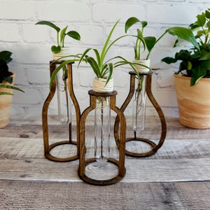May include: Three glass test tubes with plants are displayed in a wooden stand. The stand is brown and has a circular base. The test tubes are clear and have a white rope around the top. The plants are green and have long leaves.