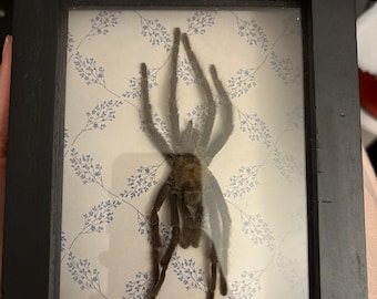 A.Eutylenum framed tarantula