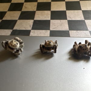 1 Jumping spider specimen