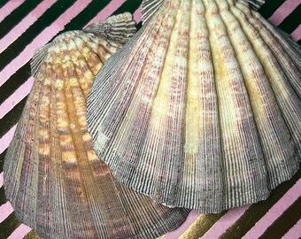 Natural Seashell: Crystal & Incense Holder