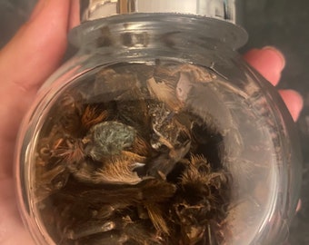 Little jar- pieces of tarantula molts