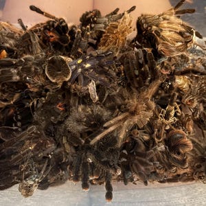 May include: A collection of multiple tarantula molts in various sizes and shades of brown, black, and tan. The shed exoskeletons are piled together, showing detailed leg segments, hairy textures, and rounded cephalothorax structures.