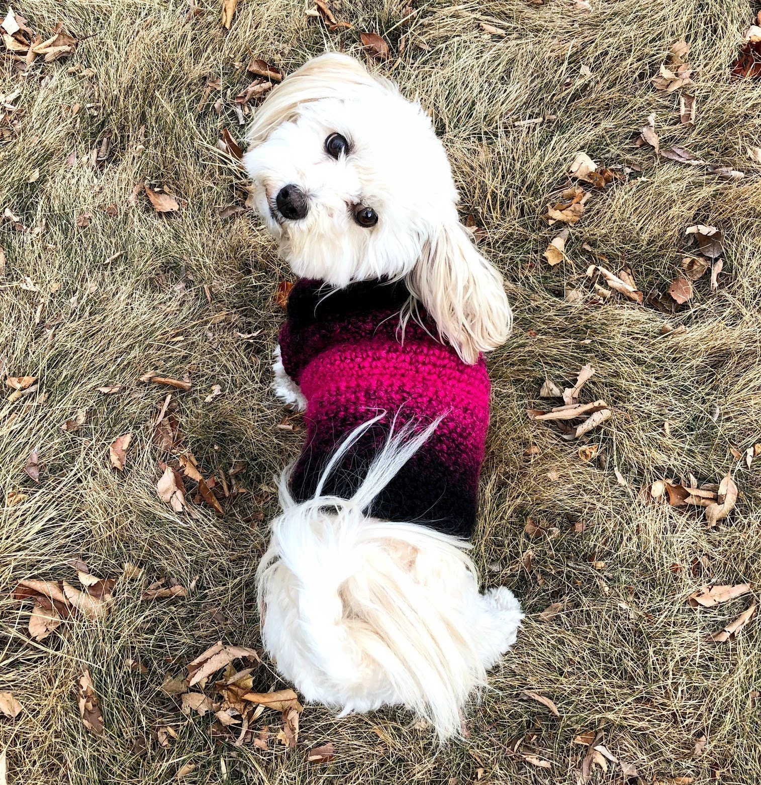 small dog sweater small dog coat dog sweater xs yorkie Etsy