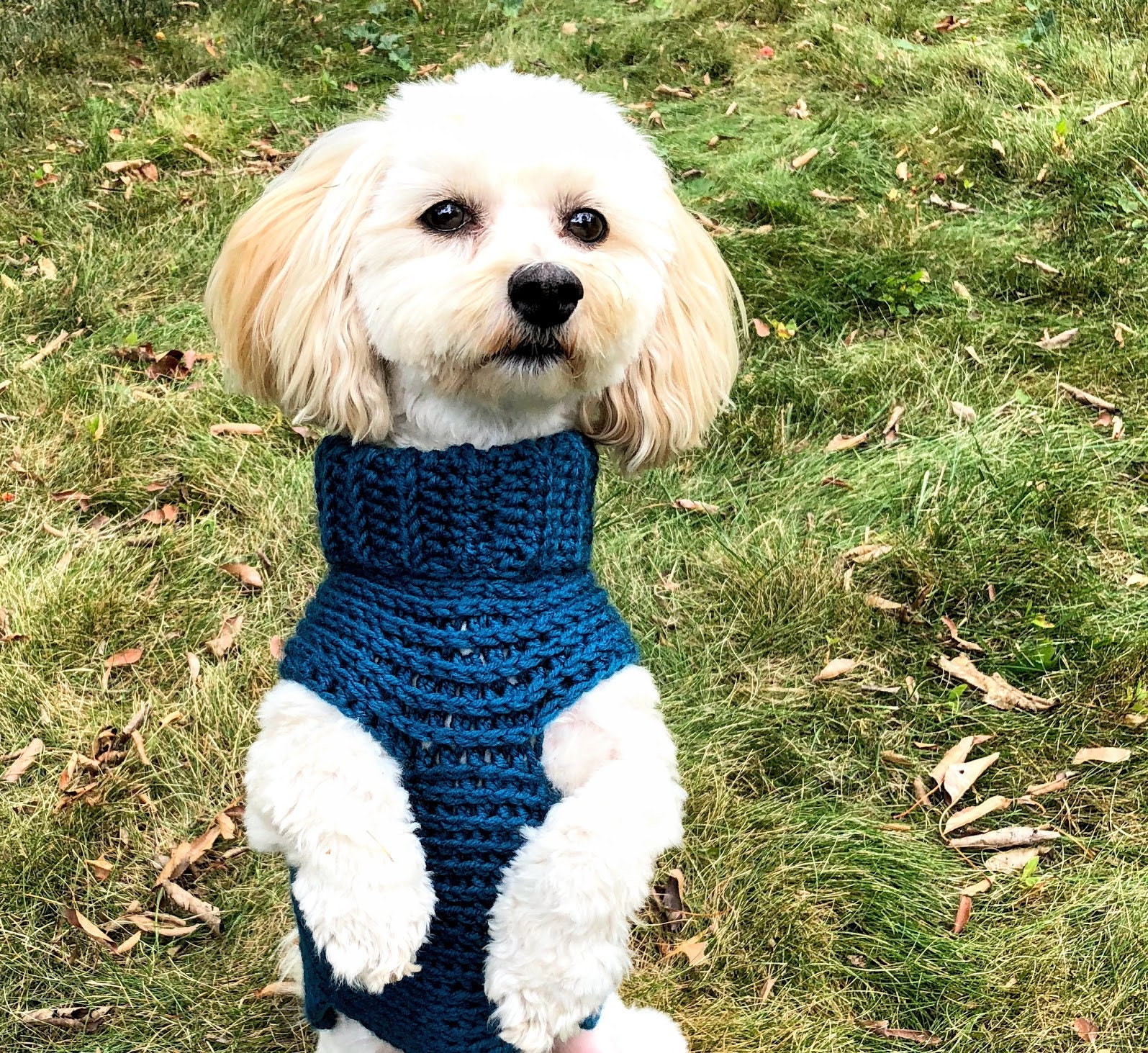 Blue dog turtleneck small dog clothes teacup dog sweater | Etsy