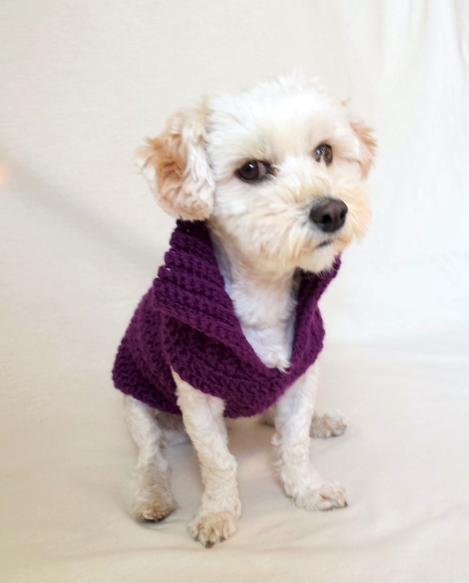 Purple dog sweater clothing for small dogs dachshund sweater Etsy