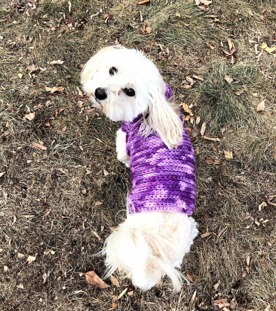 purple dog sweater