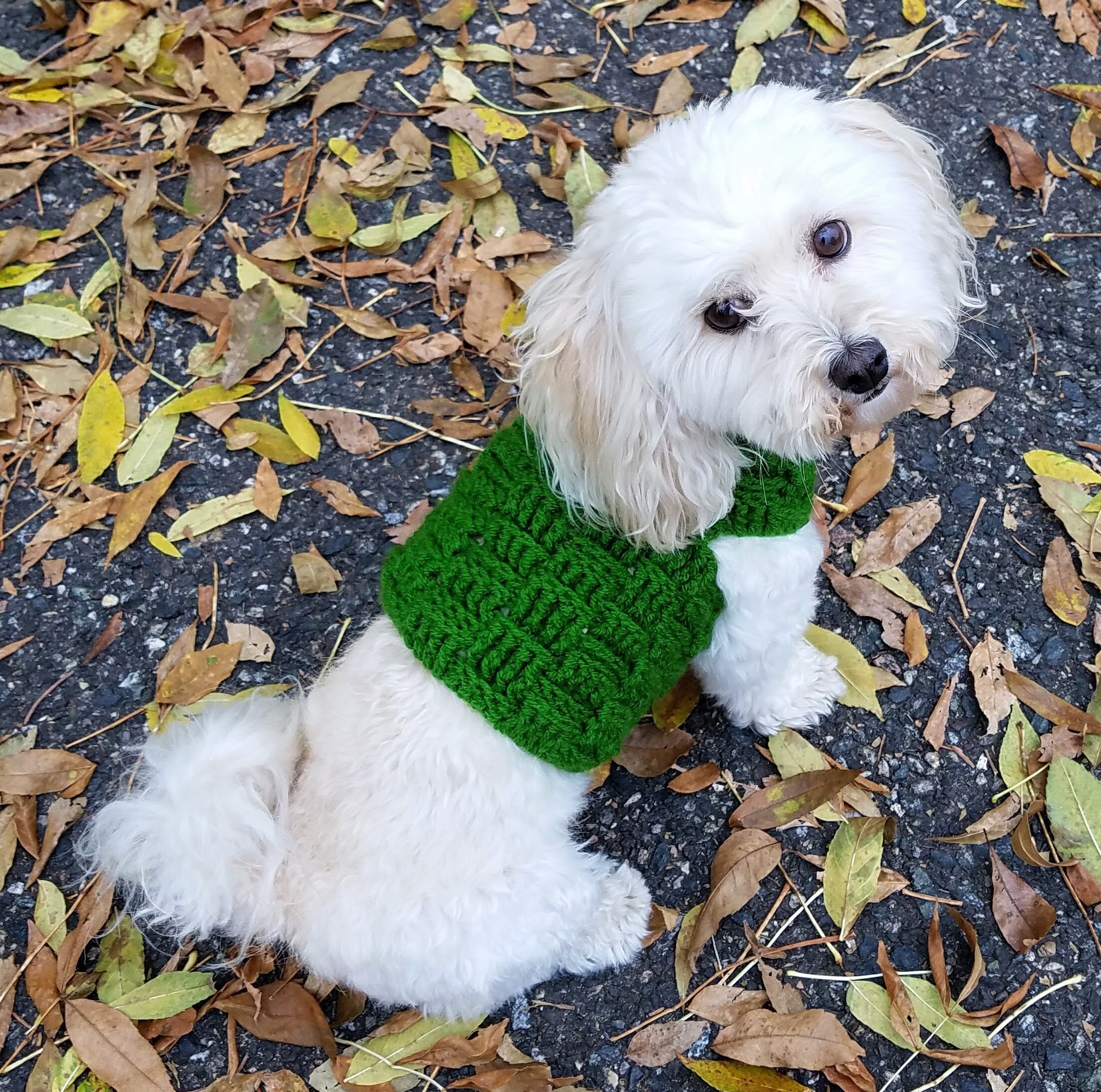 Green Dog Sweater
 Green dog sweater vest dog clothing for small dogs only XXS