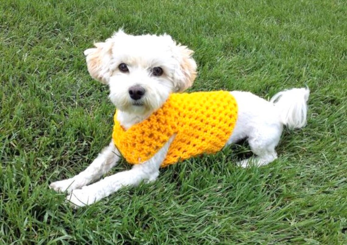 Yellow dog vest small dog sweater girl dog sweater Etsy
