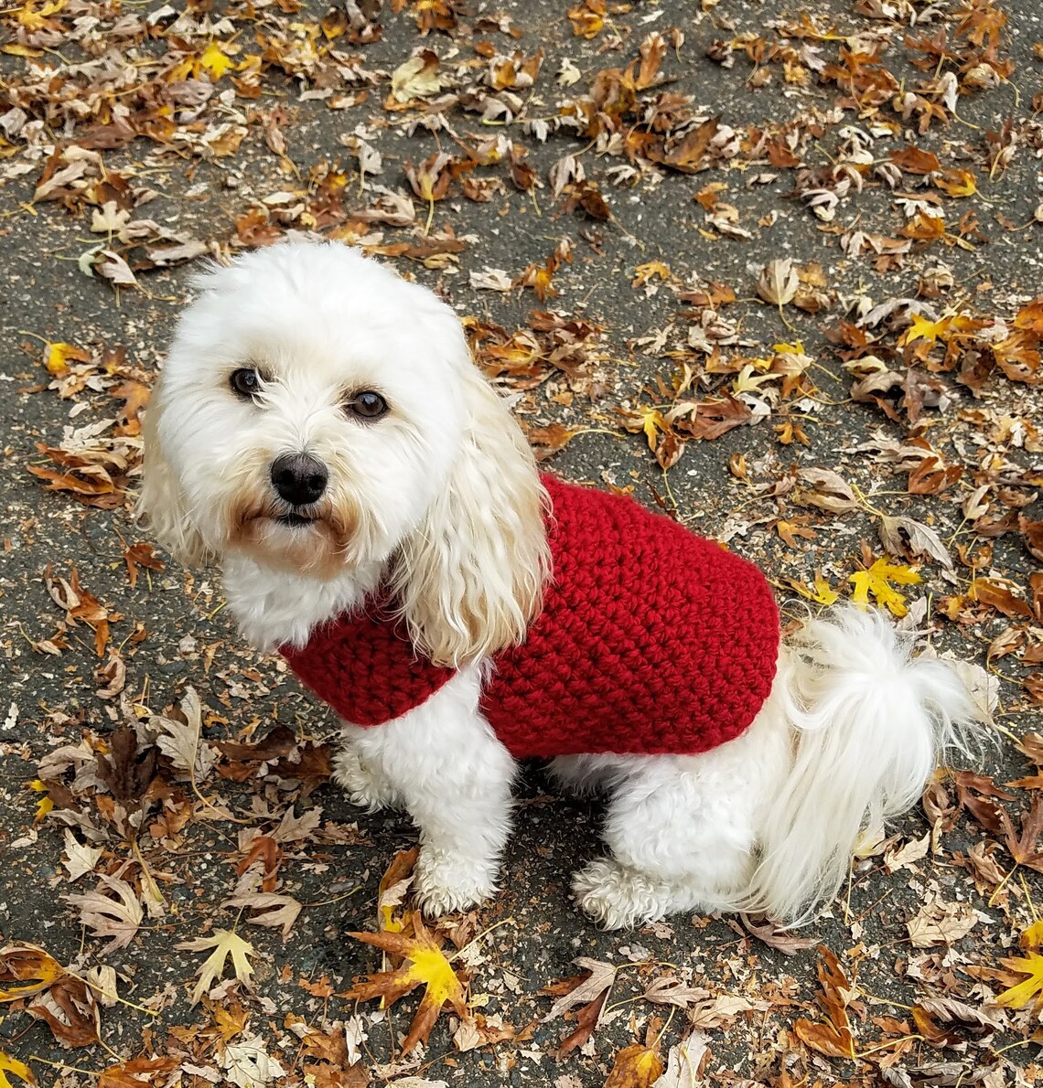 Red dog sweater teacup dog clothes dachshund sweater doxie Etsy