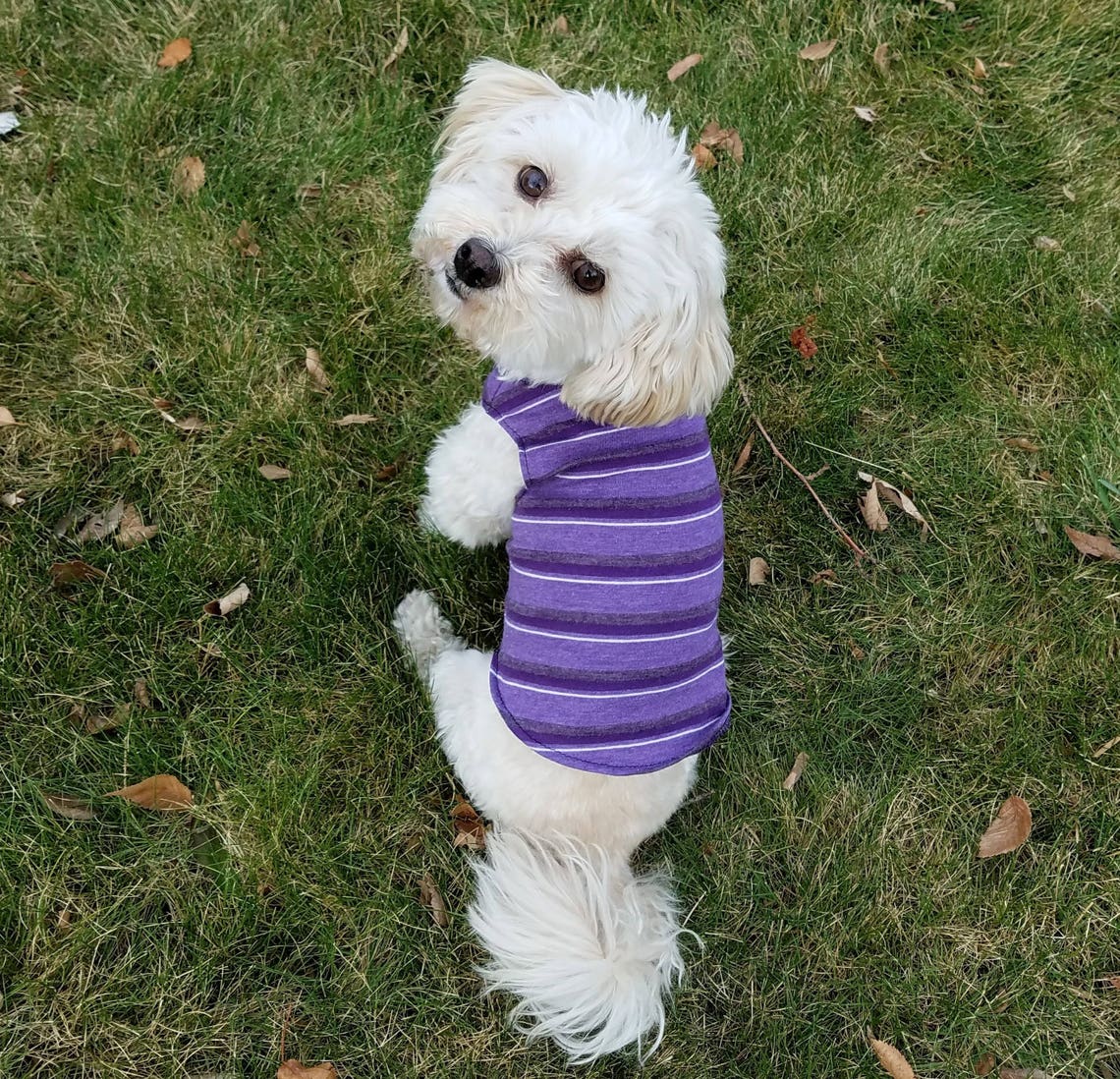 Striped dog shirt small dog clothes small dog shirts yorkie Etsy