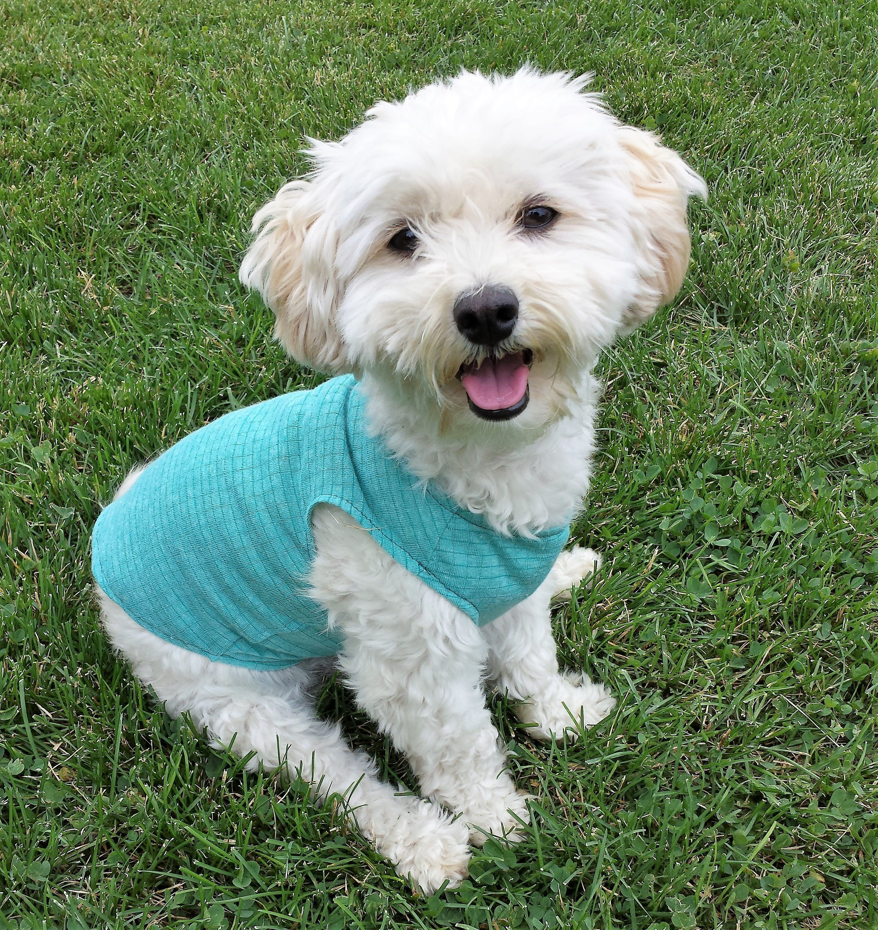 small dog tshirt puppy clothes small dog shirt chihuahua Etsy