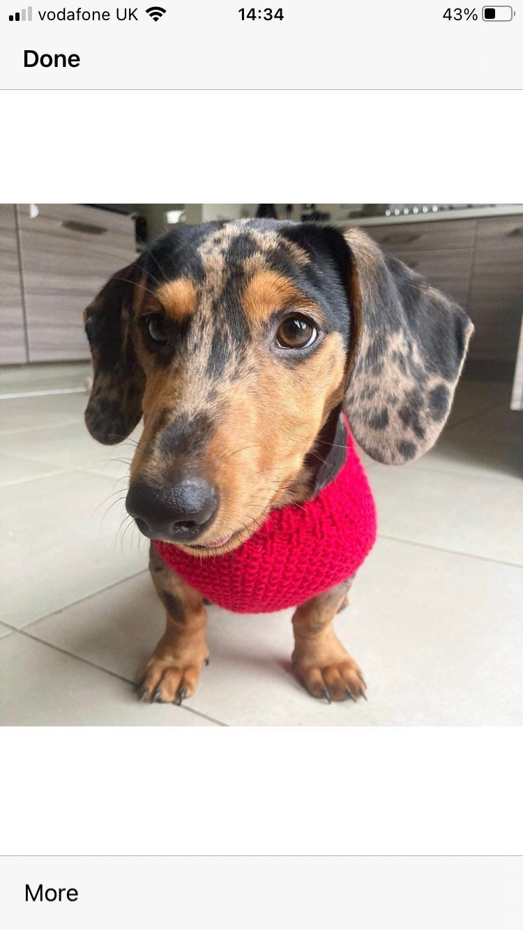 Miniature Dachshund jumper Sausage Dog coat Etsy