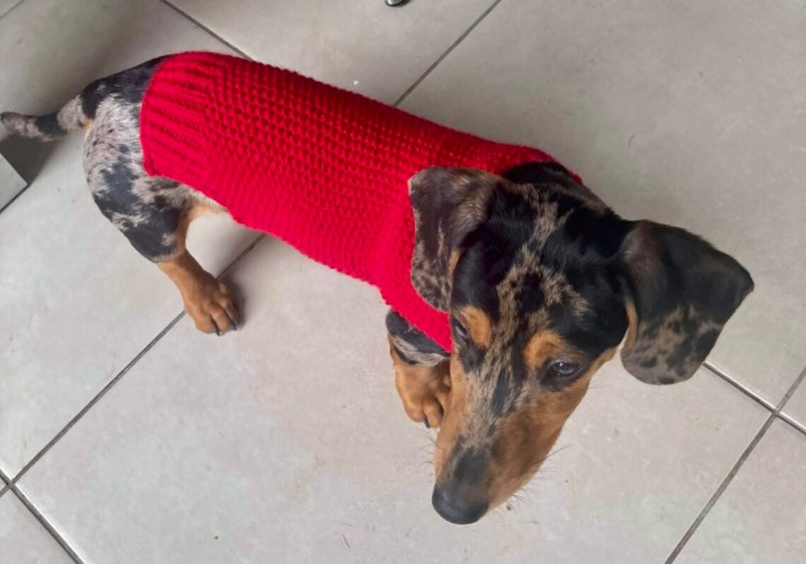 Miniature Dachshund jumper Sausage Dog coat Etsy