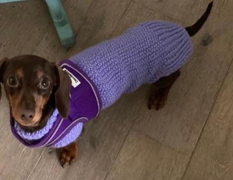 Miniature Dachshund Jumper Sausage Dog Coat Etsy