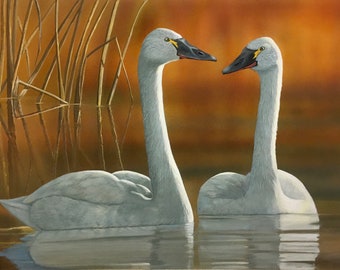 Tundra Swans - Original Wildlife Art by Robin J. Myers
