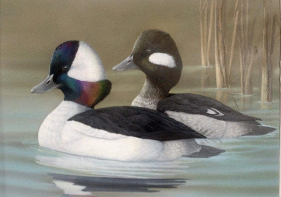 Bufflehead Drake and Hen Wildlife Art Great Gift for Hunters or Anyone That  Loves Wildlife Art - Etsy