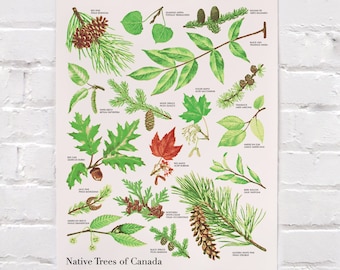 Native Trees of Canada