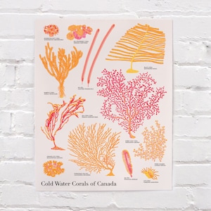 May include: A colourful poster illustrating different types of cold water corals found in Canada. The poster features illustrations of various coral species, including sea fan, sea whip, sea pen, and sea corn. The poster is titled "Cold Water Corals of Canada".