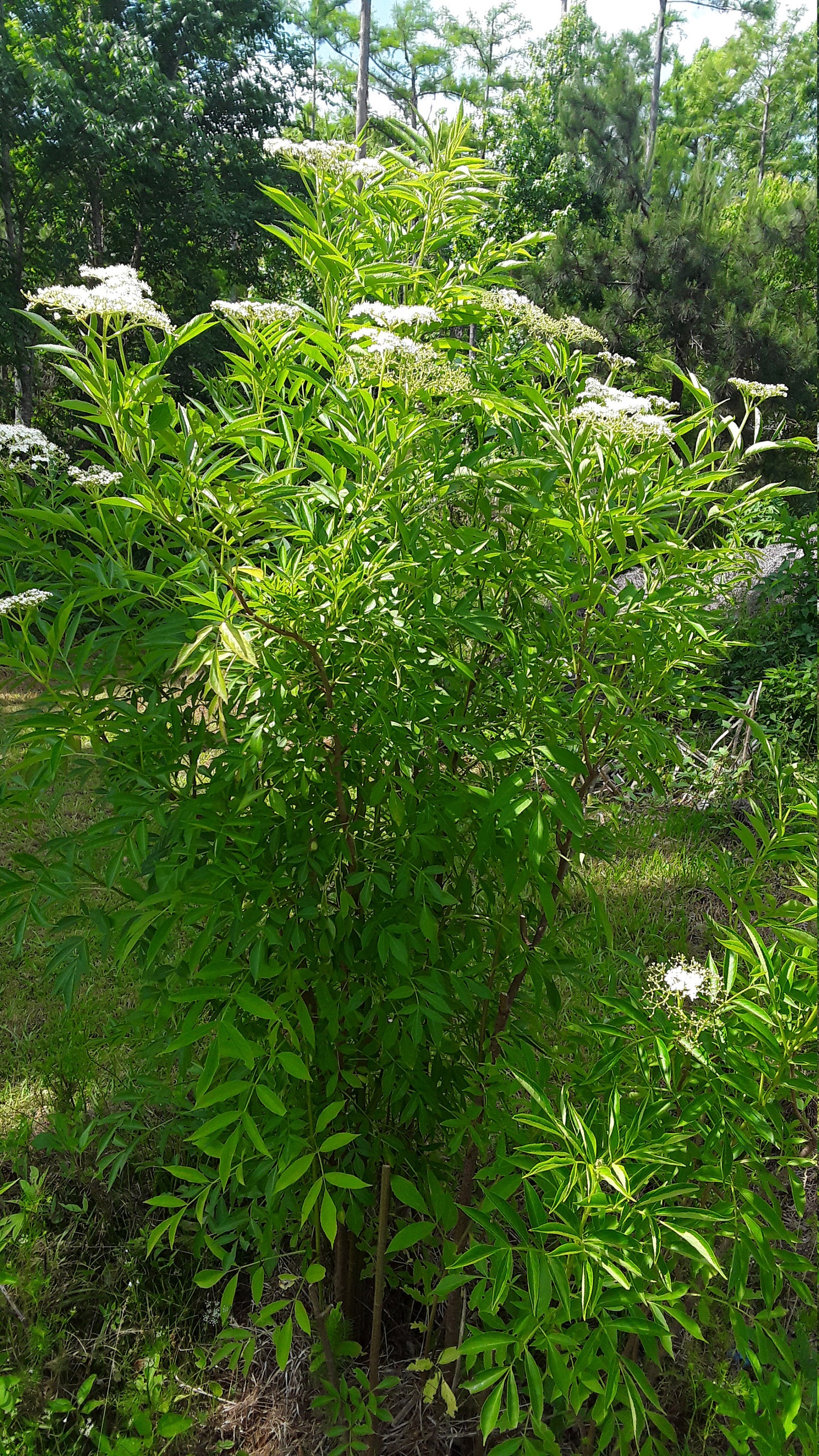 5 Black American Elderberry Cuttings Sambucus Nigra Plant | Etsy