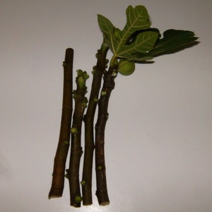 4 Celeste Fig Fruit Tree Cuttings Fig Pops