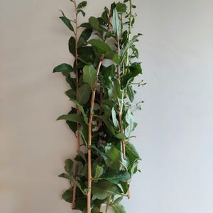 10 Goji Berry Fruit Cuttings Wolfberry