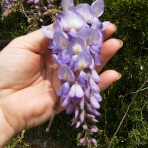 5 Purple Wisteria Tree Vine Cuttings