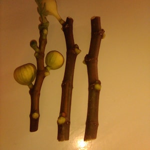 3 ORO Gold Rare Striped Fig Fruit Tree Cuttings Fig Pops