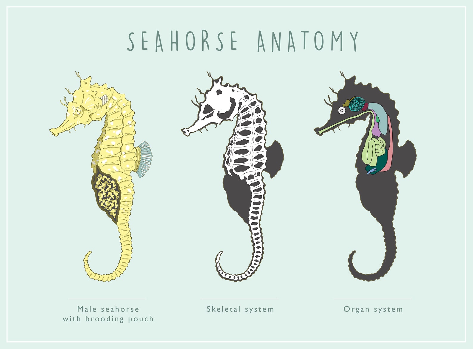 Seahorse Anatomy Scientific Diagram Print 8 5x11 Etsy