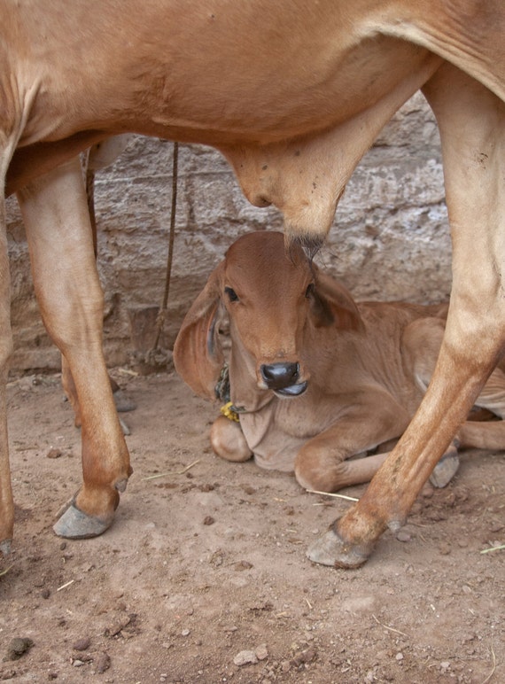 Cow Baby India Photographie Hindoue Gujarat Inde Vache Etsy Cow Baby India Photographie Hindoue Gujarat Inde Vache Etsy