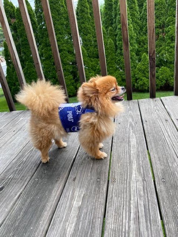 penn state dog harness