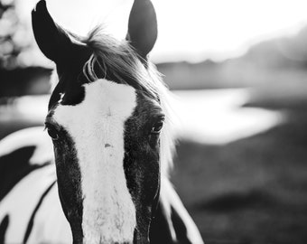 Black and White Horse